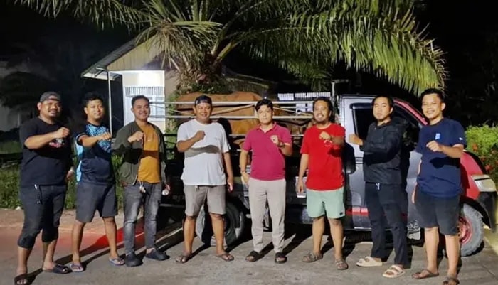 Sempat Dijual Rp22 Juta, Maling Sapi di Kutim Ditangkap Berkat Jejak Ban Pikap