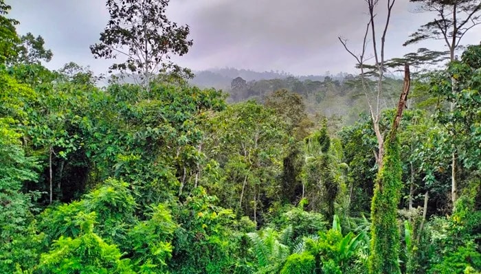 Selesai Evaluasi Bank Dunia, Ini Masa Depan Karbon Hutan Kaltim