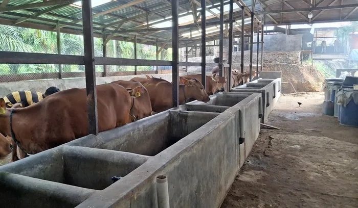 LPG Makin Langka, Desa di Kutim Sulap Kotoran Sapi Jadi Biogas