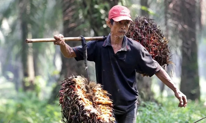 Minat Kerja di Sawit Rendah, Warga Kutim Masih Doyan Tambang