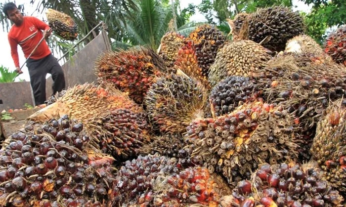 Harga TBS Sawit Kaltim Naik Periode Juli 2026, Cek Rinciannya!