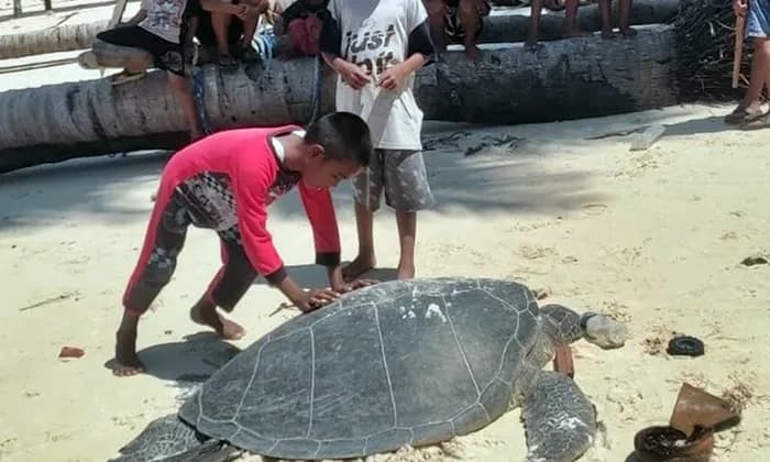 Penyu Bertelur Dibantai di Berau, Perut Disayat dan Seluruh Telurnya Raib