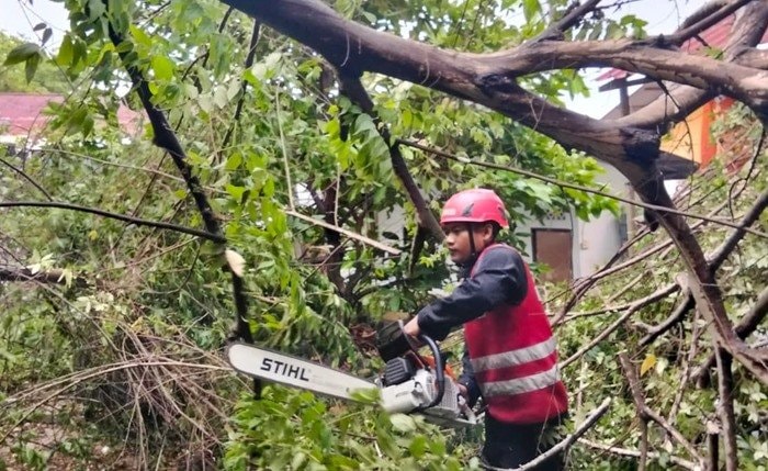 Pohon Tumbang di Balikpapan Tengah Timpa Rumah dan Tutup Jalan Warga
