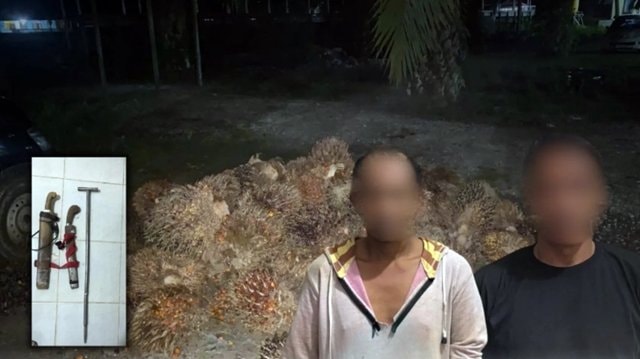 Tertangkap Basah! Dua Pria Curi Sawit 1,2 Ton di Kebun PT REA Kaltim