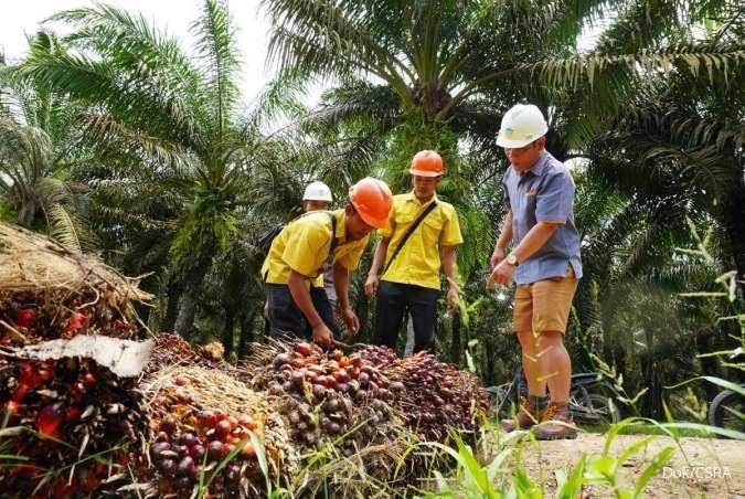 Harga TBS Sawit di Kaltim Turun jadi Rp 3.304,13