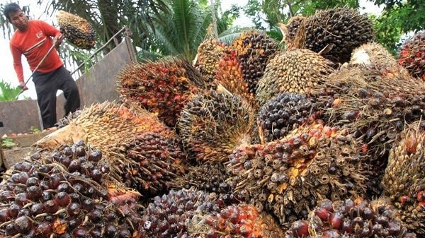 Kadisbun Kaltim Pusing Lihat Harga TBS Sawit Anjlok Mulu