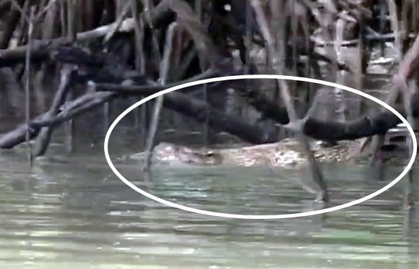 Muncul Mendadak, Buaya 5 Meter di Sungai Limbangan Pangkep Picu Kepanikan Warga