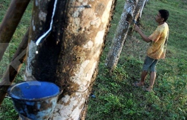 Kaltim Miliki Potensi Karet 73 Ribu Ton