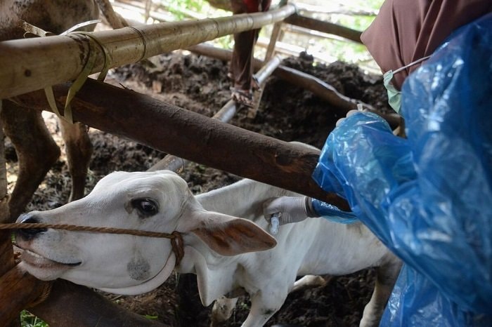 Gejala Antraks pada Sapi dan Cara Penularannya kepada Manusia