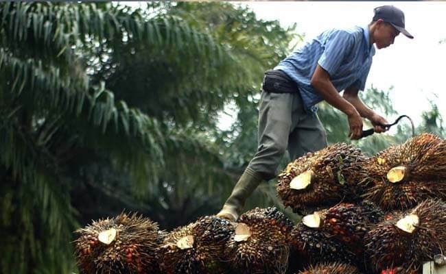 Harga TBS Sawit di Kaltim Turun Awal Januari
