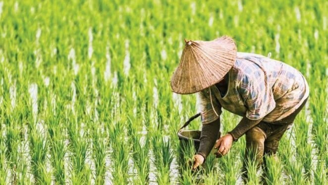 Kutim Defisit Beras 35 Ribu Ton, Produksi Lokal Baru 18 Persen