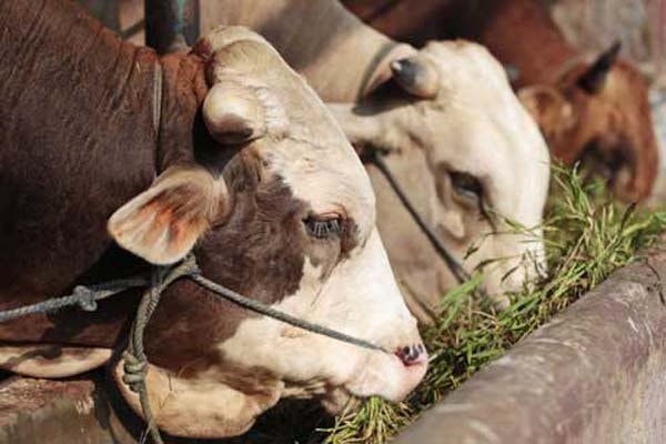 Kaltim Hentikan Pasokan Indukan Sapi dari Jatim dan NTB