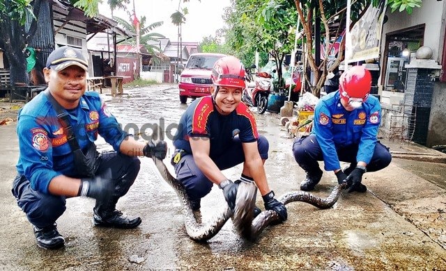 Ular Piton 3 Meter Serang Ayam, Tim Damkartan Bontang Turun Tangan