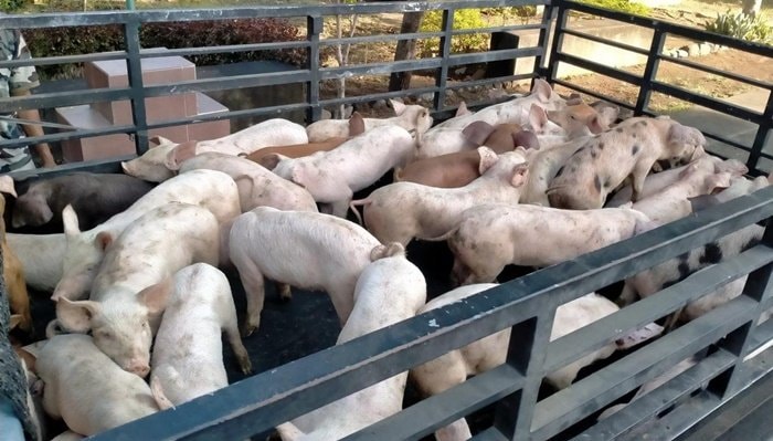 Pemkab Kutim Kucurkan Rp2 Miliar untuk Pengembangan Peternakan Babi