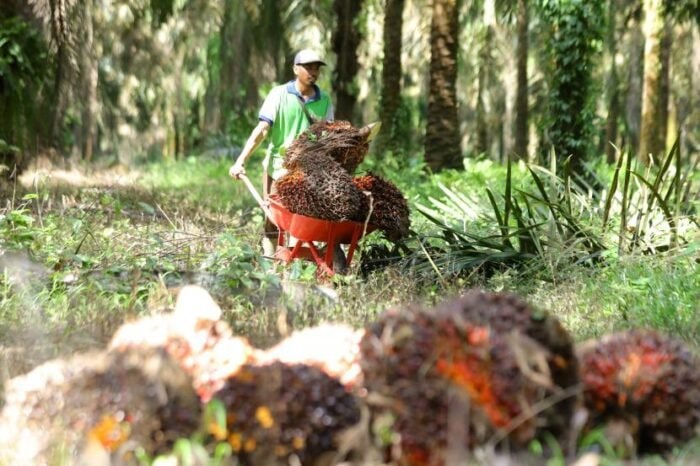 Petani Plasma Kaltim Sumringah, Harga TBS Tembus Rp 3.350 per Kg