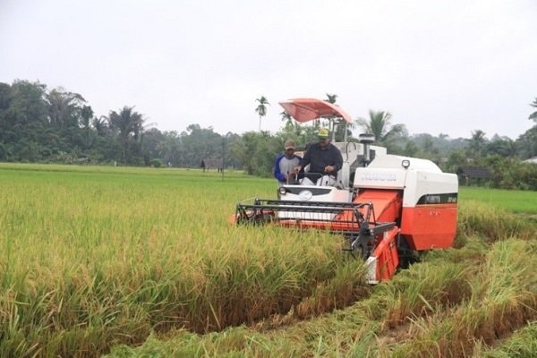 Sektor Pertanian jadi Penyelamat Lapangan Kerja di Kaltim