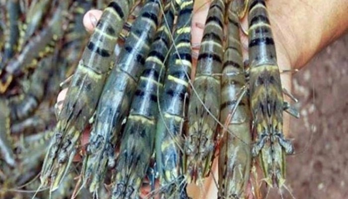 Udang Kaltim Tembus Pasar Dunia, Nilainya Rp122 Miliar