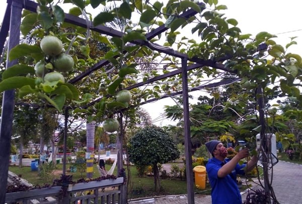 Taman Adipura Bontang Berbuah Markisa