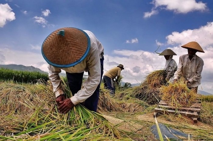 Rp2 Miliar untuk Optimasi Lahan Sawah di Kukar dan PPU