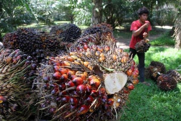 Harga TBS di Kaltim Sulit Dikendalikan?