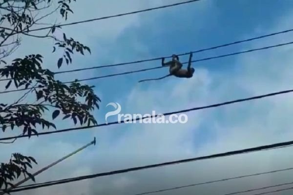 Proses Evakuasi Bekantan, Tersengat Listrik Berlangsung Dramatis