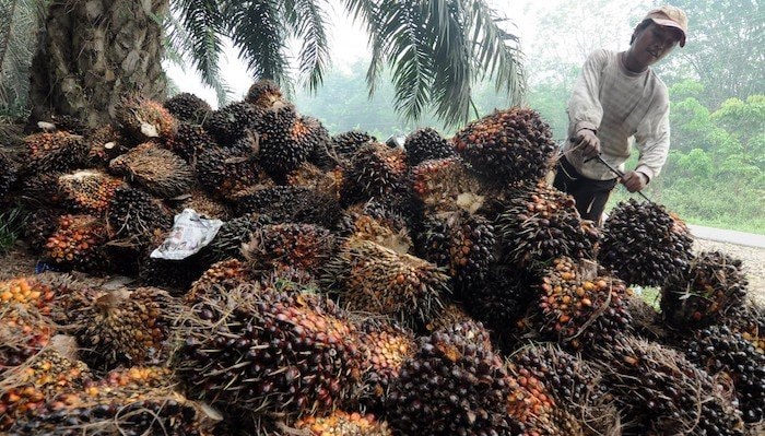 Alamak! 160 Ribu Hektare HGU di Kaltim Diagunkan Triliunan Rupiah