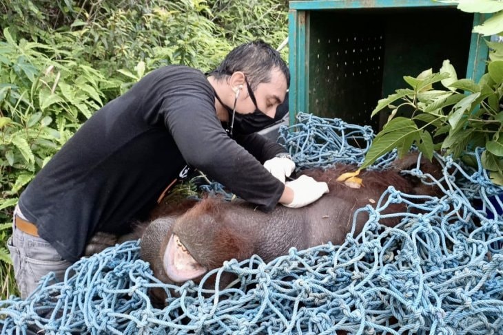 37 Orangutan Berhasil Diselamatkan BKSDA Kaltim sepanjang Awal 2025