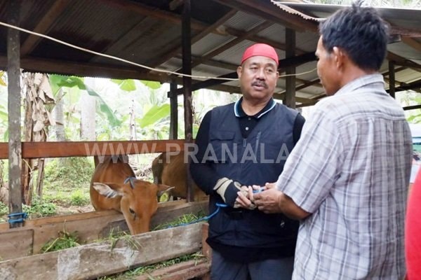 Serahkan Bantuan 19 Ekor Sapi Ternak Kelompok Tani, Bupati Kukar Minta Dimanfaatkan untuk Dikembangbiakkan