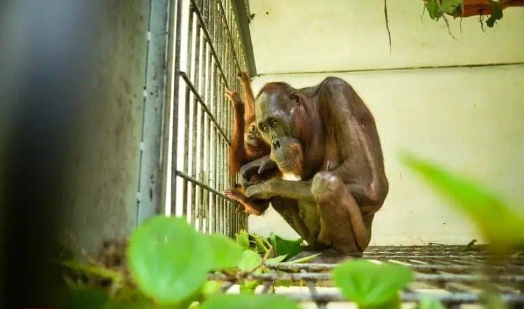 Viral Orang Utan Kurus di Jalan Tambang Kutim Kaltim Kini Pulih, Kisahnya Menyayat Hati