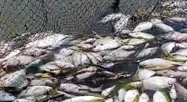 Fenomena Ikan Mati Massal di Santan Ilir, DPRD Bontang Desak Investigasi, Polisi Lakukan Penyelidikan