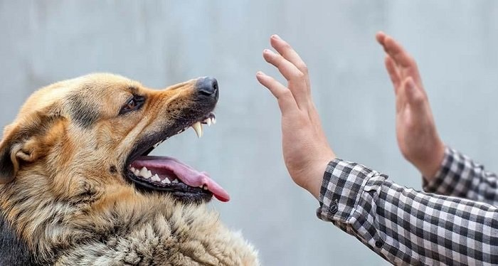 Setahun Bisa Capai 200 Orang, Warga Samarinda Diimbau Waspada Rabies