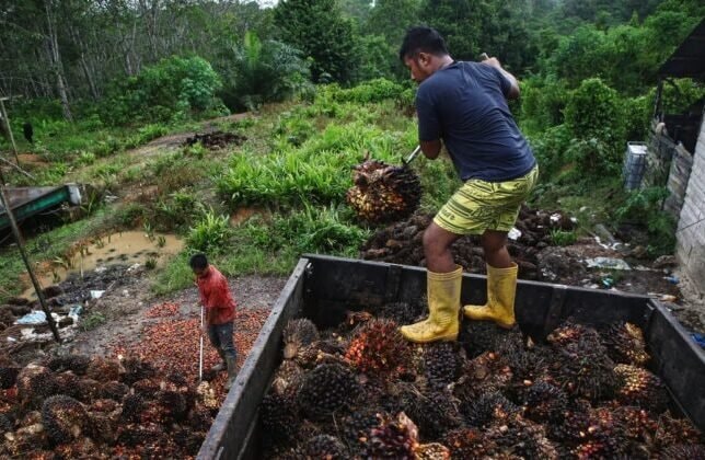 Larangan Ekspor RBD, Petani dan Pengusaha Sawit di Kaltim Gusar