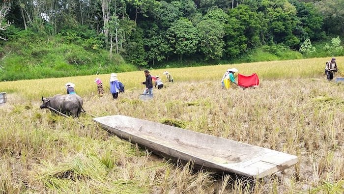 Keunggulan Adan, Beras Organik dari Tapal Batas Kalimantan yang Populer di Negeri Tetangga