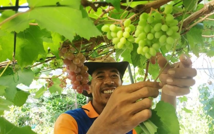 Belajar dari Youtube, Warga Bontang Ini Wujudkan Impian Miliki Kebun Anggur