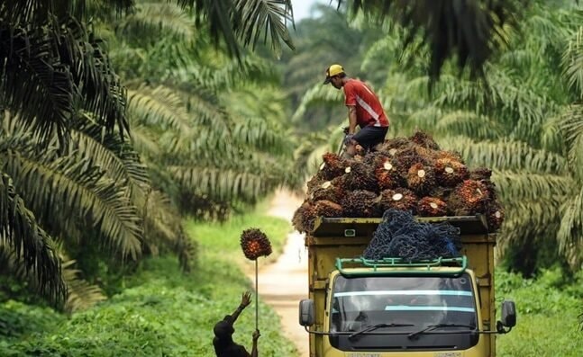 DPRD Kutim Kawal Satu Harga Sawit, Petani Swadaya Tak Lagi Dianaktirikan