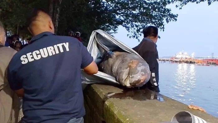 Populasi Pesut Mahakam Kian Menurun, Satu Ekor Mati di Sungai Mahakam