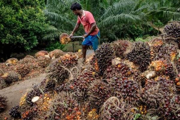 Harga Sawit di Kaltim Turun 35 Persen Periode I Juli 2022