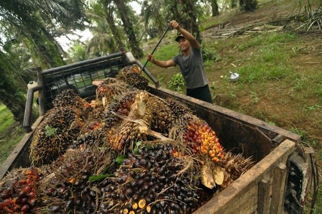 Bontang Bidik Hilirisasi Sawit untuk Gaet Investor Besar