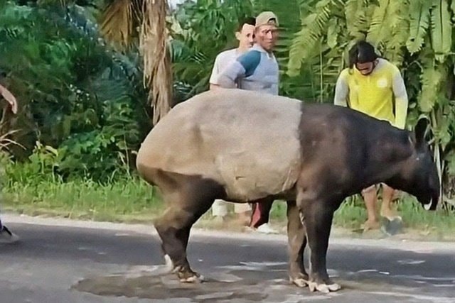Tragis! Tapir Langka di Mesuji Lampung Diburu dan Disembelih Warga