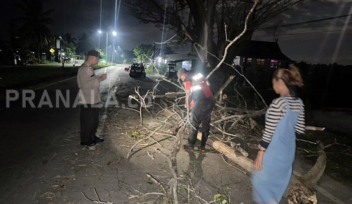 Lalu Lintas Macet Akibat Pohon Tumbang di Ma’rang Pangkep, Polisi dan Warga Gotong Royong