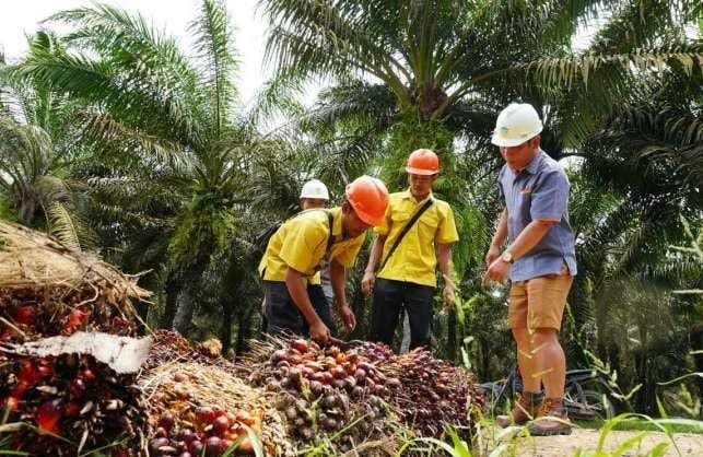 Harga TBS Sawit di Kaltim Masih Lesu