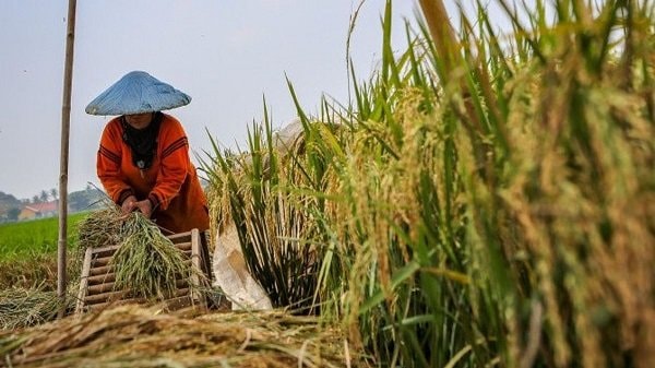 Bupati Kutim Apresiasi Komite Tani Muda, Pemuda Buktikan Kinerja Nyata di Sektor Pertanian
