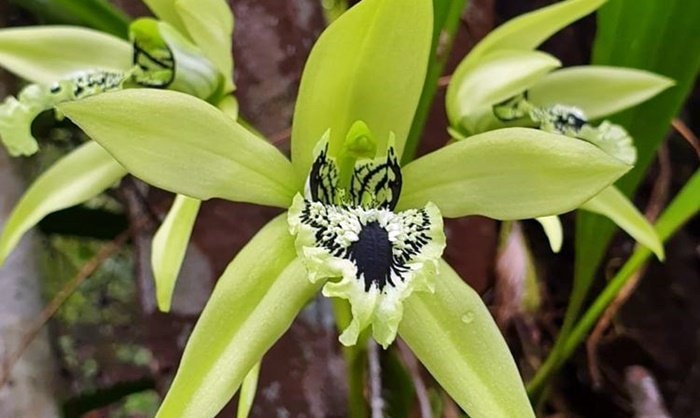 Keindahan Bunga Ini Membuatnya jadi Maskot Kalimantan Timur