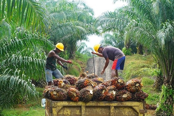 Harga TBS Sawit Periode 16-31 Mei di Kaltim Alami Kenaikan