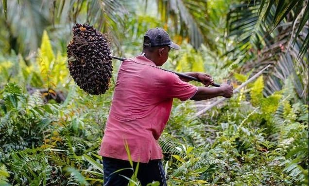 Kaltim Produksi Minyak Sawit 3.8 Juta Ton per Tahun