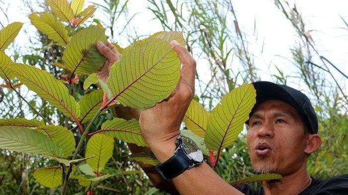 Kratom: Tanaman Kontroversial jadi Primadona Ekspor Indonesia