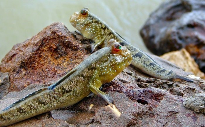 Satu-satunya Ikan yang Bisa Berjalan Ini Hidup di Kalimantan