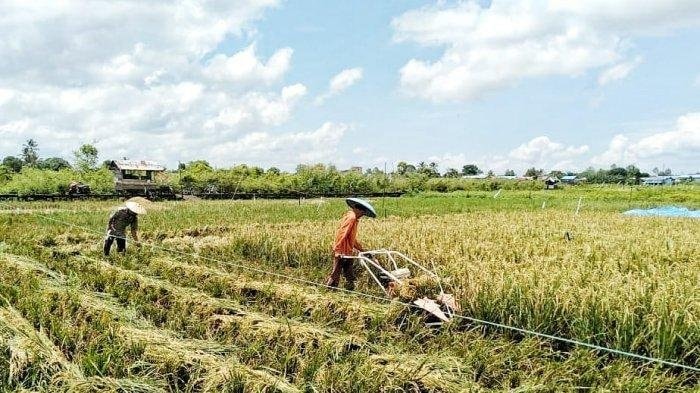 Kaltim Siapkan Food Estate 10 Ribu Hektare untuk IKN Nusantara