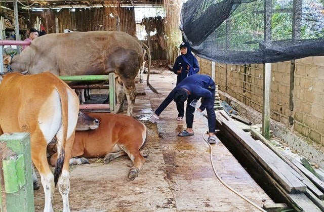 Anggaran Dipangkas, Belasan Kelompok Peternak Sapi Bontang Gigit Jari Tanpa Bantuan