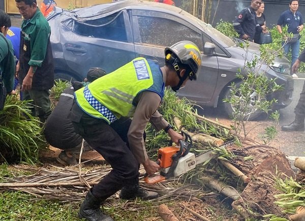 Pohon Tumbang Timpa Mobil dan Motor di Balikpapan
